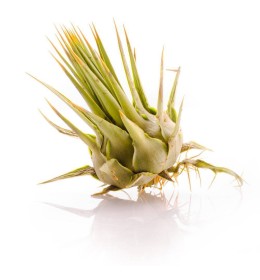 Carciofino Amacardo